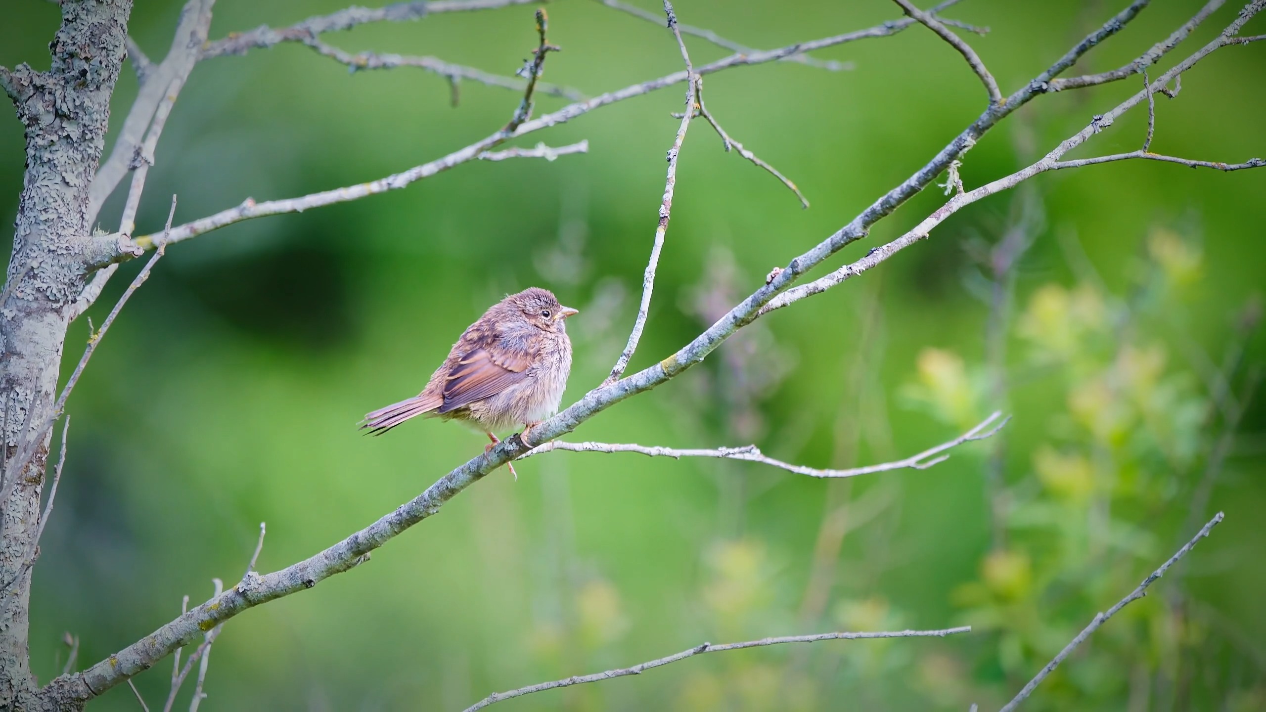 Nature 1